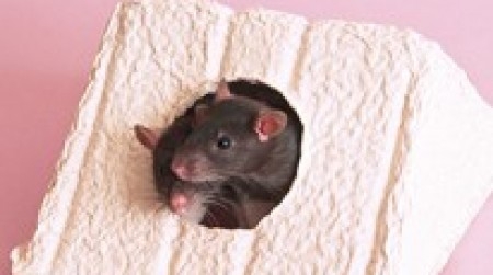 Environmental enrichment products
